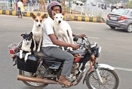 prakash maharana, unit 5 bhubaneswar, feeding stray dogs, dog man bhubaneswar, riding stray dogs on bikes, love for stray dogs